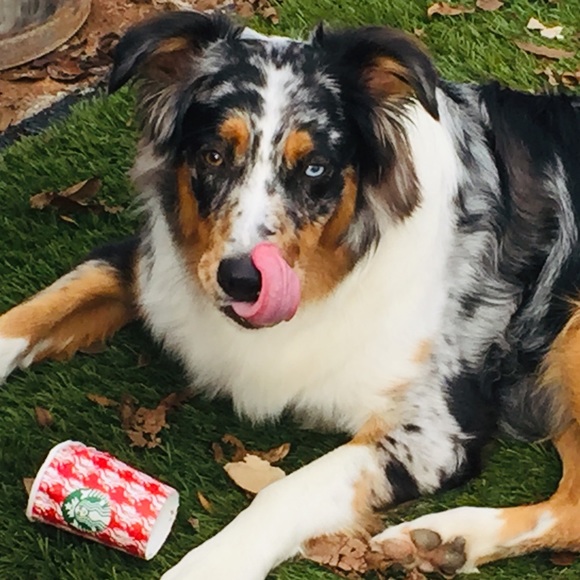 BOOKMARK my closet!!! Like this Listing for Notifications @squirrelresale 🐿🐿🐿 - Picture 10 of 16